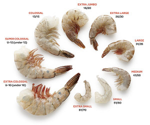 shrimp sizes