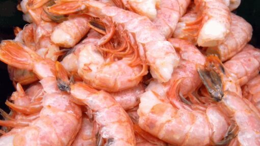 Pink Shrimp